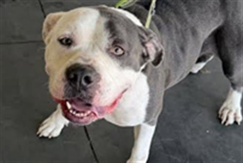 KIARA - Pit Bull Terrier available for adoption
