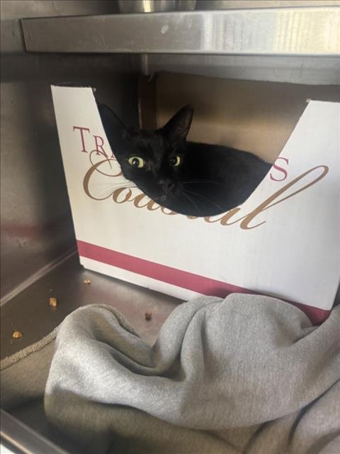 ANGELIA - Domestic Short Hair available for adoption