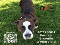 BROWNIE - Photo 1