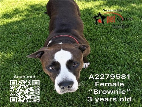 BROWNIE - Pit Bull Terrier available for adoption