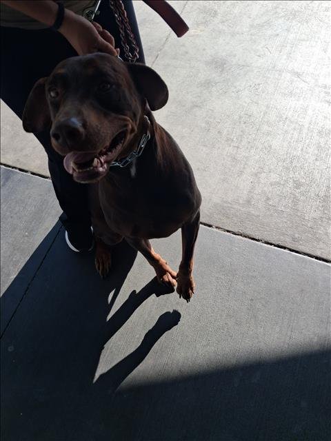 BELLA - Doberman Pinscher available for adoption
