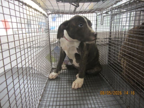 A2288188 - Pit Bull Terrier available for adoption