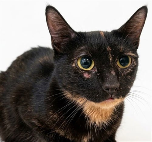 TURTLE - Domestic Short Hair available for adoption