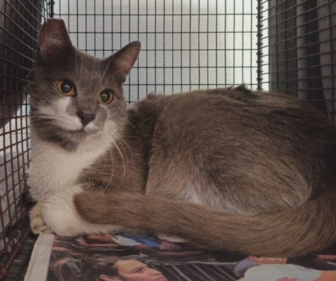 DINKEY - Domestic Short Hair available for adoption