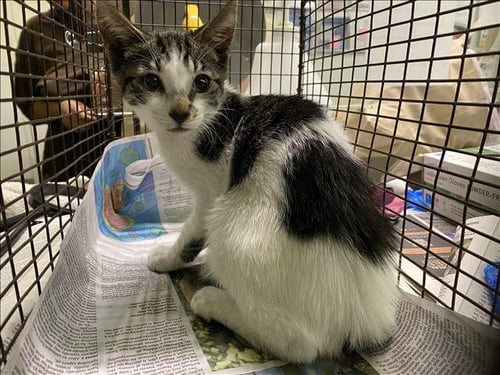 BABY - Domestic Short Hair available for adoption