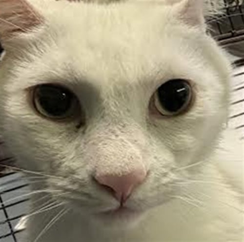 CHOWDER - Domestic Short Hair available for adoption