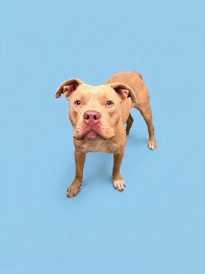 OWEN - Pit Bull Terrier available for adoption