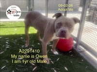 OWEN - Photo 1