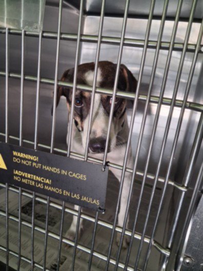 A2291104 - Jack Russell Terrier (Parson Russell Terrier) available for adoption