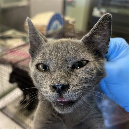 A2291470 - Domestic Short Hair available for adoption