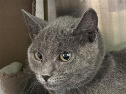 ELLA - Domestic Short Hair available for adoption