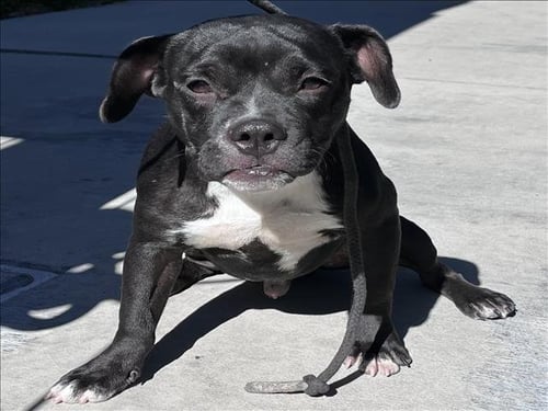 BUTTERS - Pit Bull Terrier available for adoption