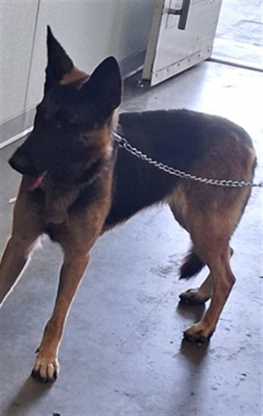 LUNA - German Shepherd Dog available for adoption