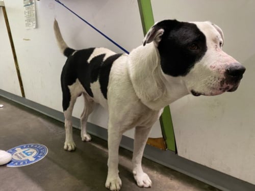 SCOOBY - Pit Bull Terrier / Labrador Retriever available for adoption