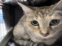 MANCHITAS - Photo 1