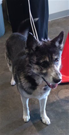 GRAMPO - German Shepherd Dog available for adoption