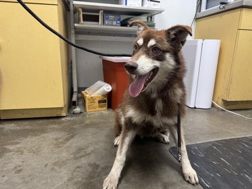 CLARABELL - Siberian Husky available for adoption
