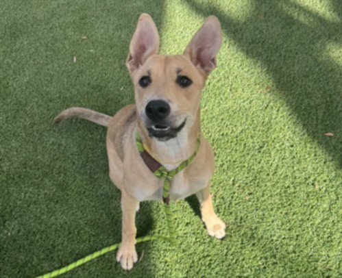 SHY - German Shepherd Dog available for adoption