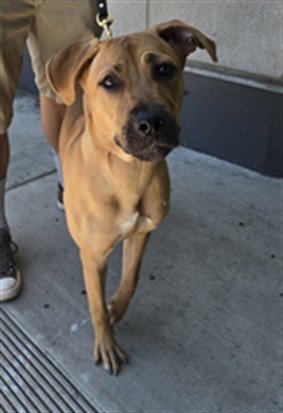 MONA - Pit Bull Terrier available for adoption