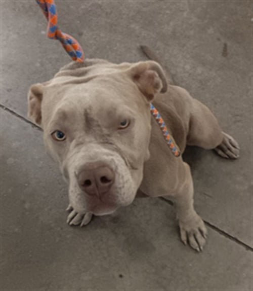 LOLA - Pit Bull Terrier available for adoption