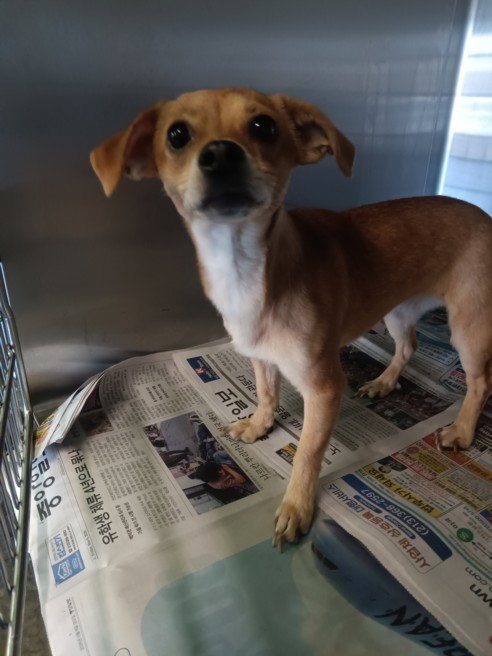 SPANK - Chihuahua available for adoption