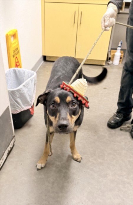 KATALINA - Rottweiler available for adoption