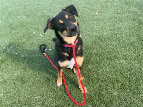 KATALINA - Rottweiler available for adoption