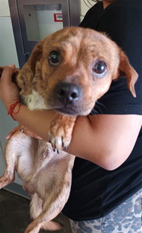 FURGUS - Chihuahua available for adoption
