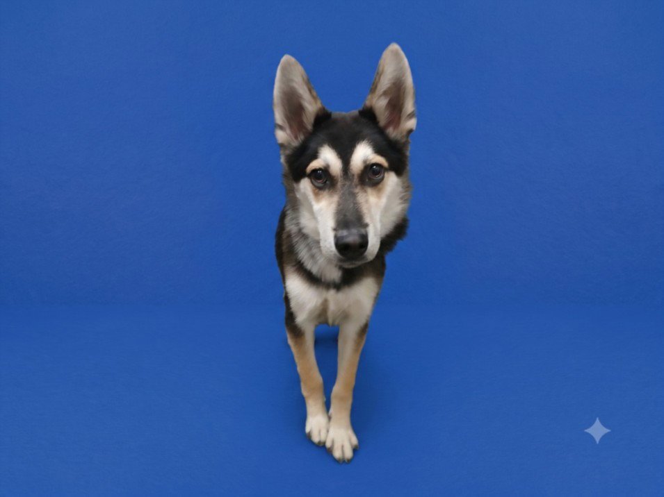 BENNY Image