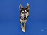 BENNY - Photo 1