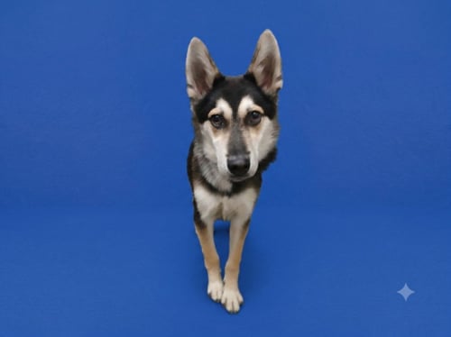 BENNY - Siberian Husky available for adoption