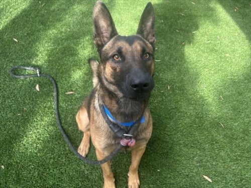 HAWK - German Shepherd Dog available for adoption