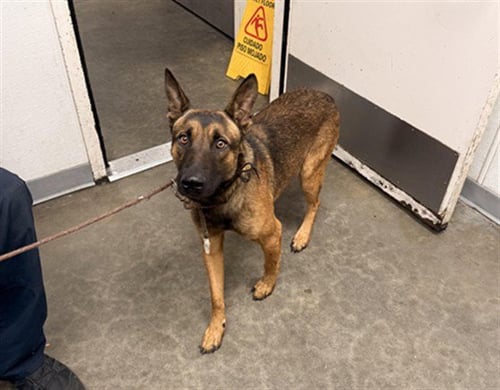 HAWK - German Shepherd Dog available for adoption