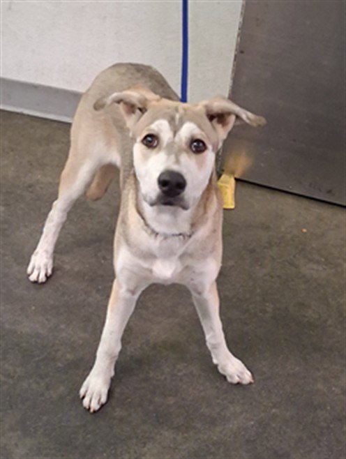 DOLLY - German Shepherd Dog / Siberian Husky available for adoption