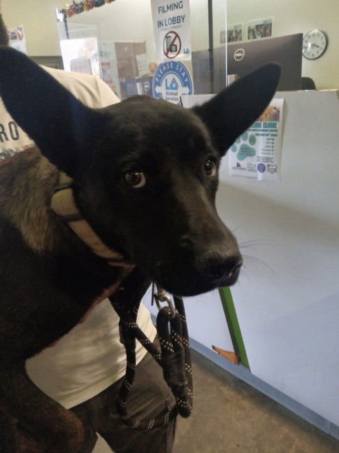 CRENSHAW - German Shepherd Dog available for adoption