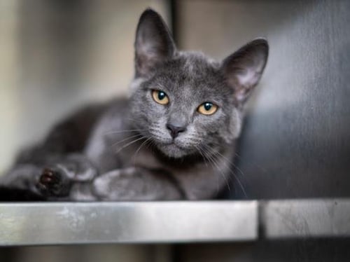GRADY - Domestic Short Hair available for adoption