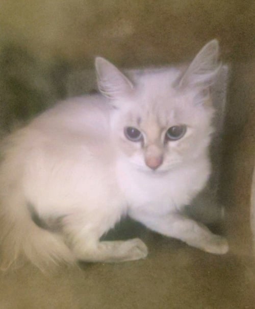 JUMPY - Domestic Short Hair available for adoption