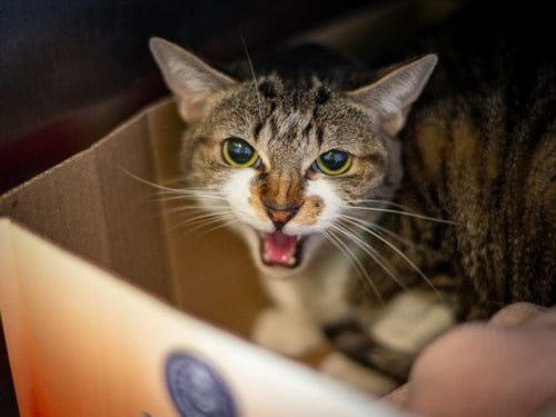 SAFFRON - Domestic Short Hair available for adoption