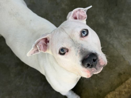 HELEN - Pit Bull Terrier available for adoption