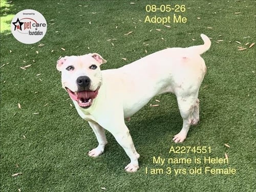 HELEN - Pit Bull Terrier available for adoption