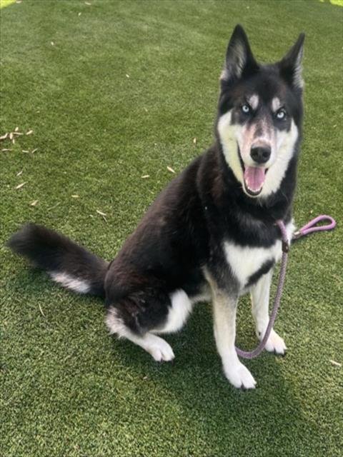 MISKA - Siberian Husky available for adoption