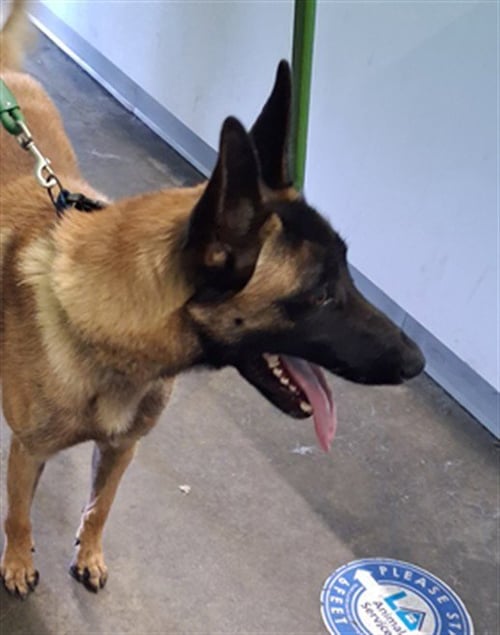 ACE - Belgian Shepherd Malinois available for adoption