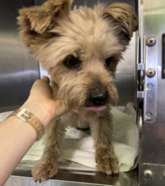 BENJI - Yorkshire Terrier Yorkie available for adoption