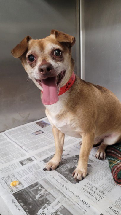 SPENCER - Chihuahua available for adoption