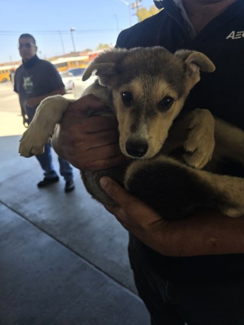 ROMAN - German Shepherd Dog available for adoption