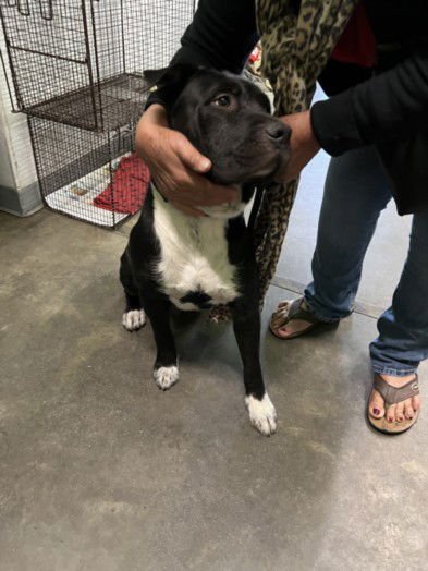 BABY - American Staffordshire Terrier available for adoption