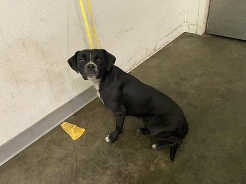 CHANEL - Labrador Retriever available for adoption
