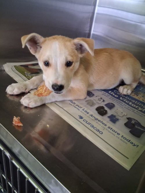 A2301273 - Labrador Retriever available for adoption