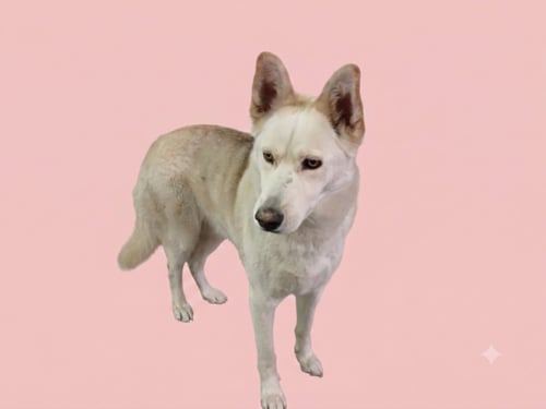 LUNA - Husky available for adoption
