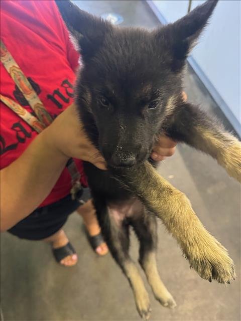 2 - German Shepherd Dog available for adoption
